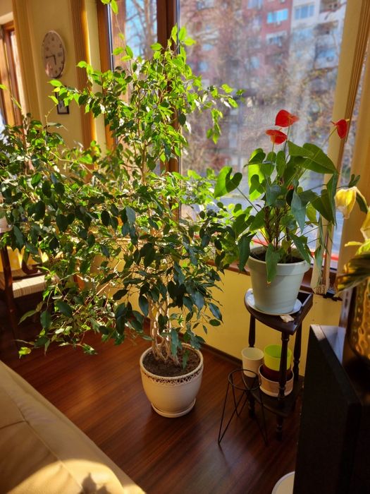 Фикус бенджамин.