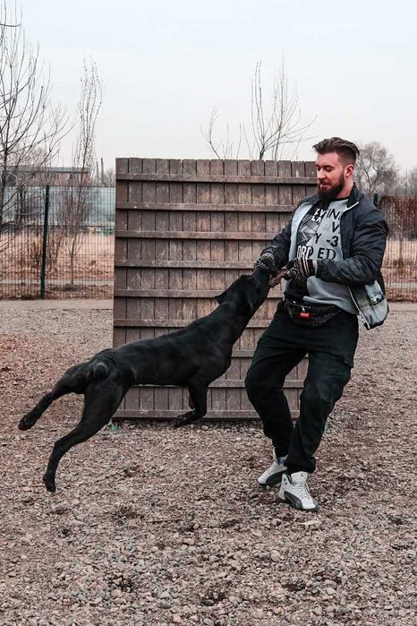 Кане Корсо кабель