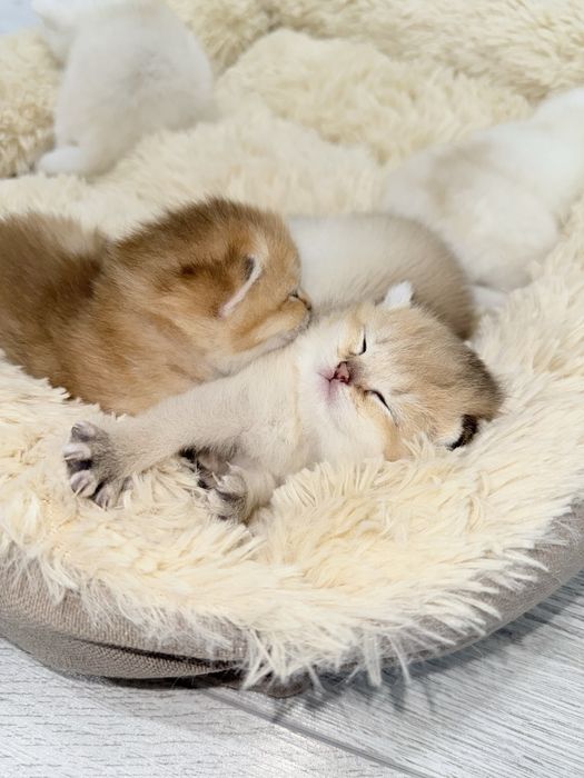 Продается Британские шиншиллы