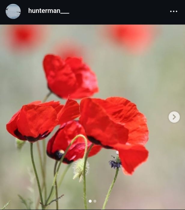 Canon 650 d + 70-300