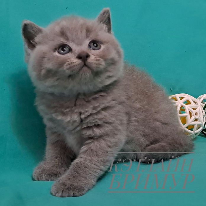 Британские котята. Пиномник.