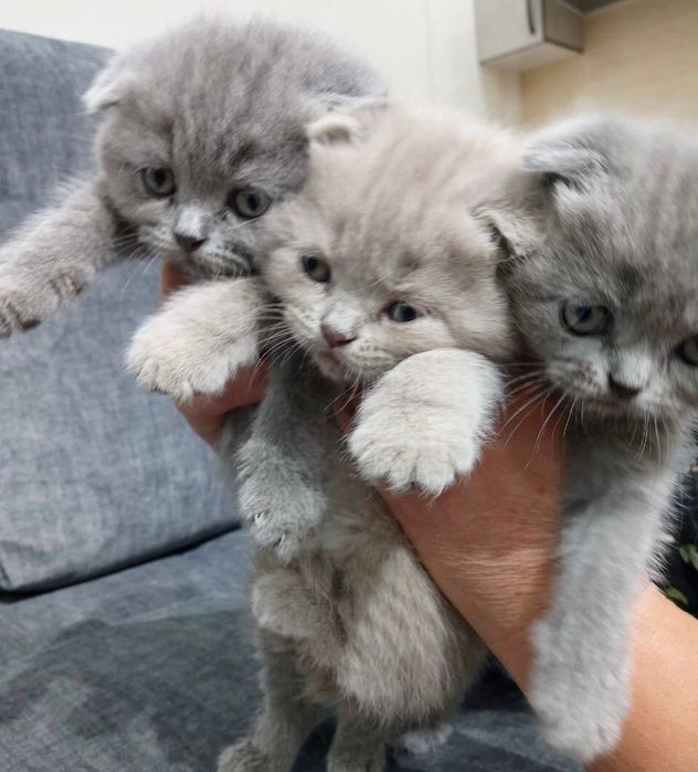 Вязка! Крупный , шикарный,кот породы шотландский скоттиш страйт.