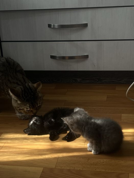 Отдаю котят в добрые руки