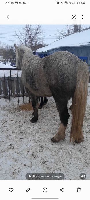 Жеребая  кабыклка 4 года