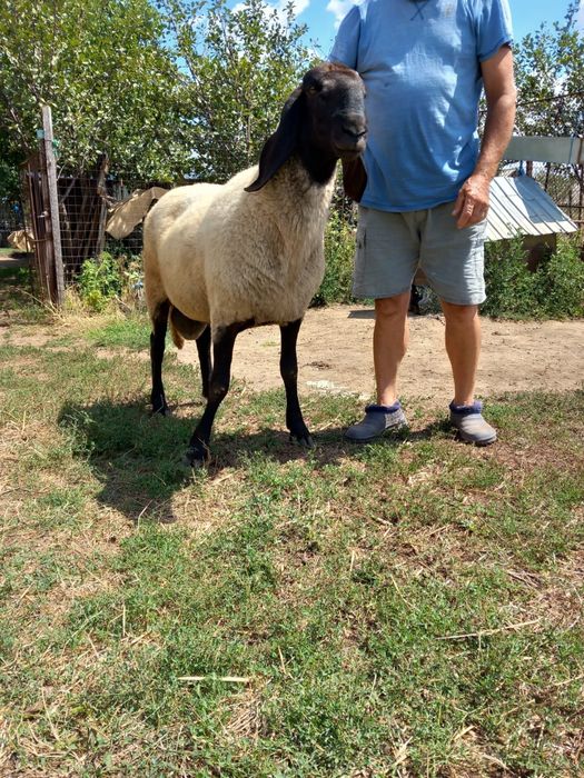 Berbec de 2 ani. De vanzare