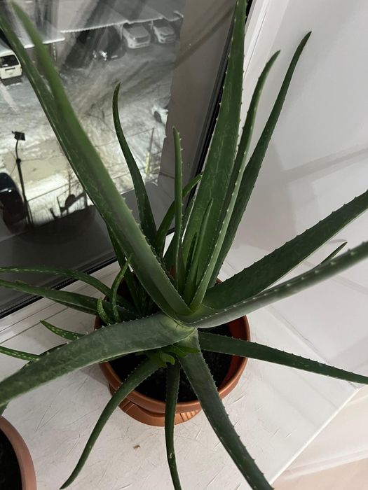 Алое гүлі, цветы алое