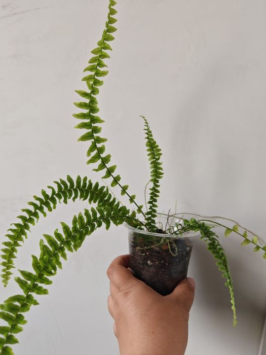 Нефролепис Грин Леди