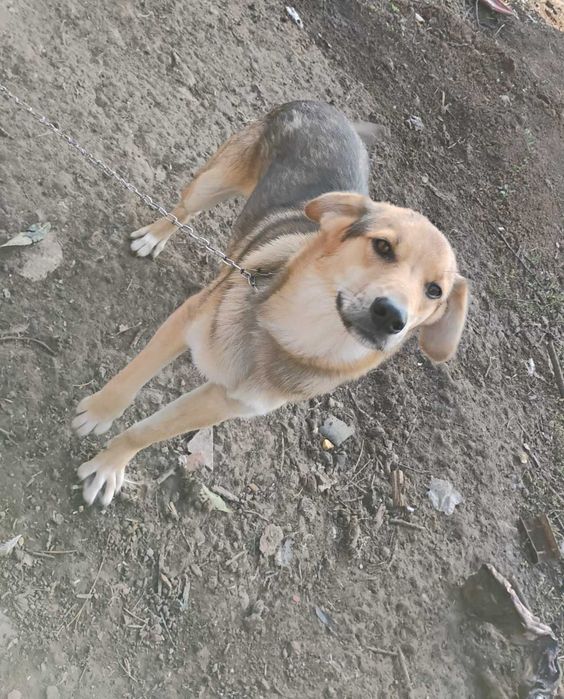 Ofer catel spre adoptie