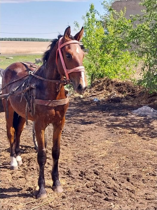 Продам жеребца 2х летний