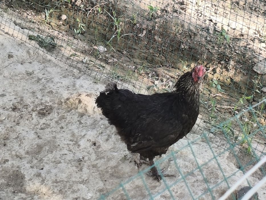 Tovuqlar sotiladi