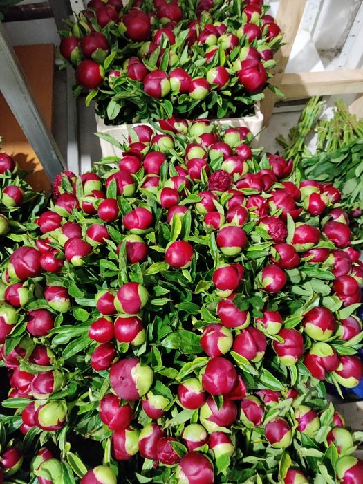 Bujori flori tăiate