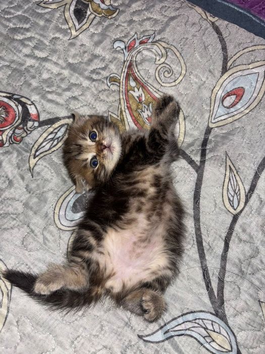Котенок вислоухие шотландка