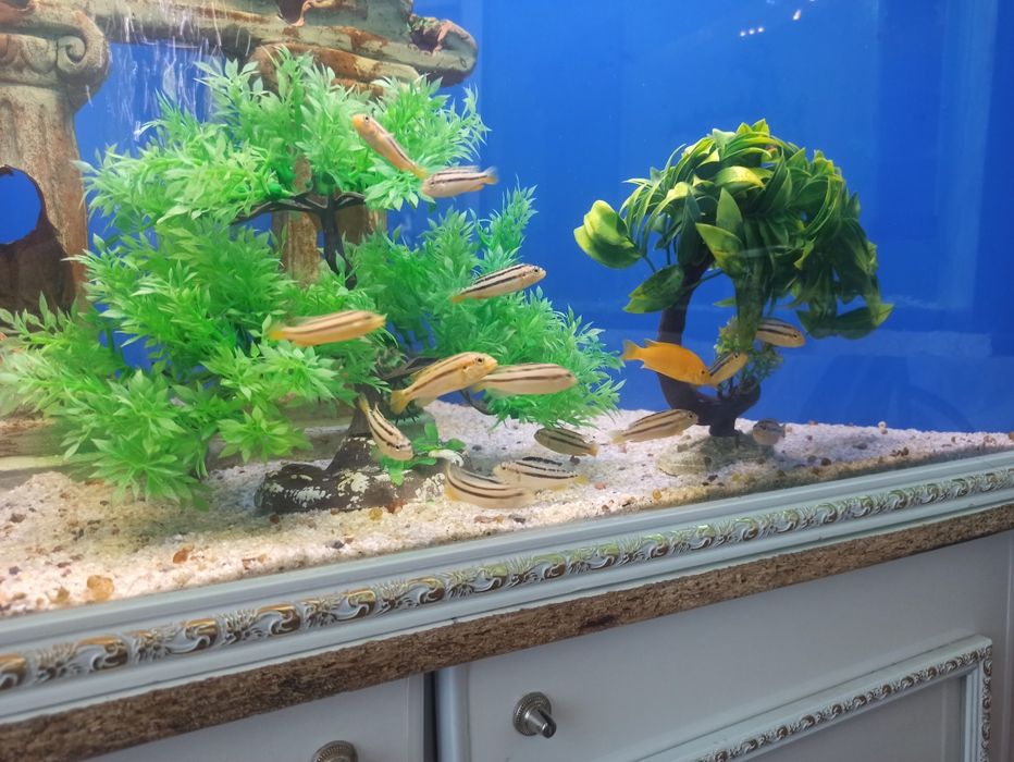 Auratus akvarium baliqlari