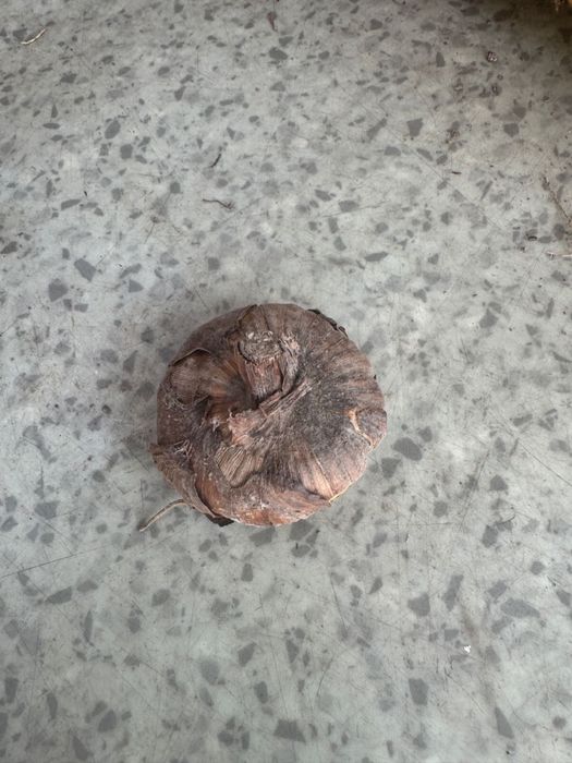 Луковицы гладиолусов