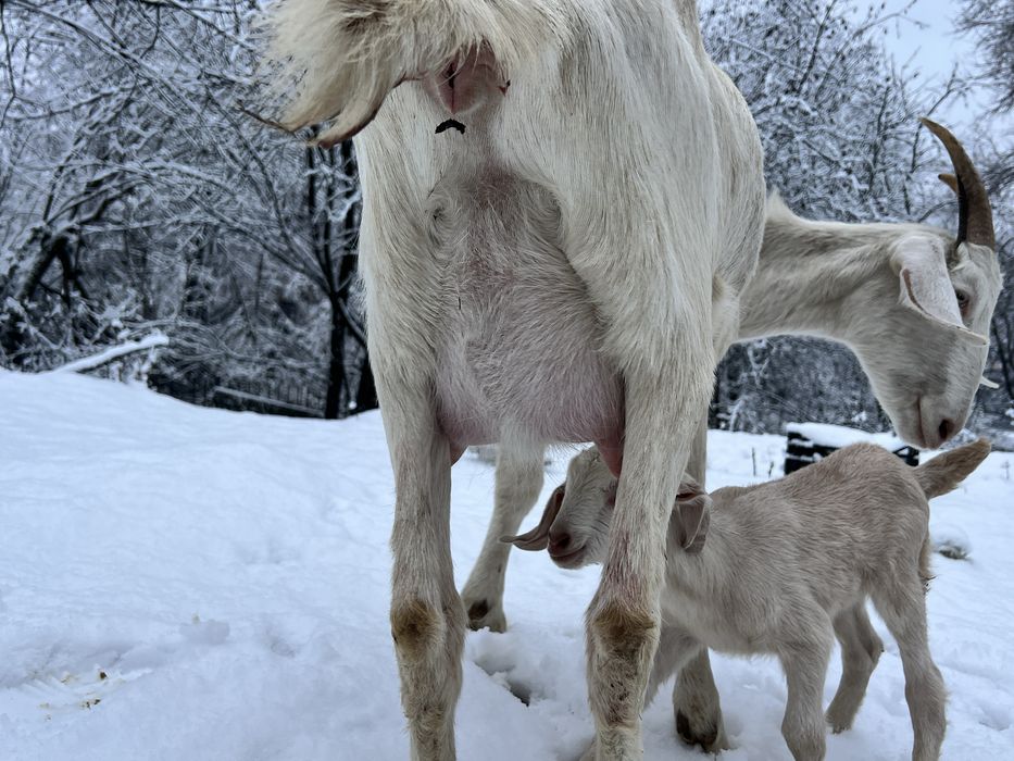 Capra saanen cu anglonubian recent fatata