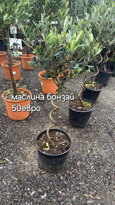 Разсадник Доганово разполага с разнообразен и видове растения.заповяда