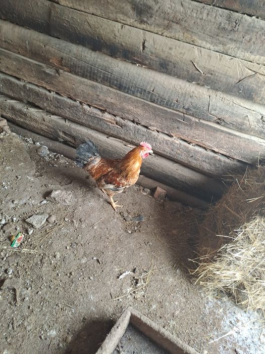 Животный кораздар