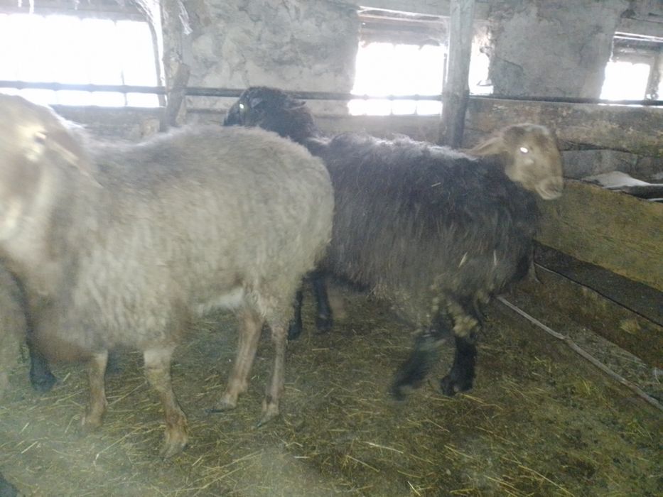 Продам едильбайских кошкаров