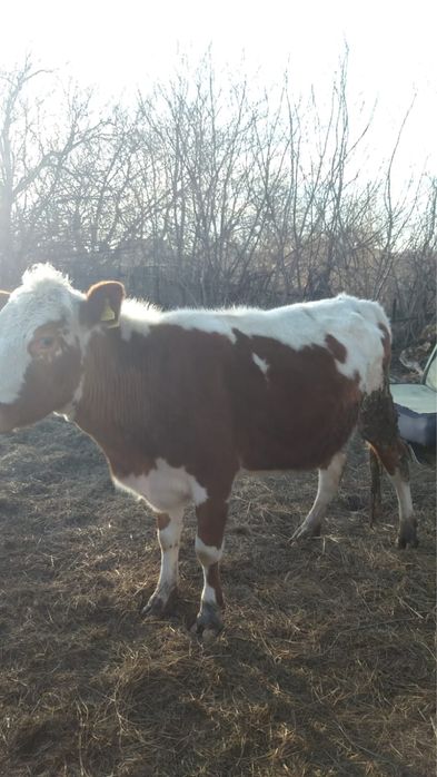 Продается корова