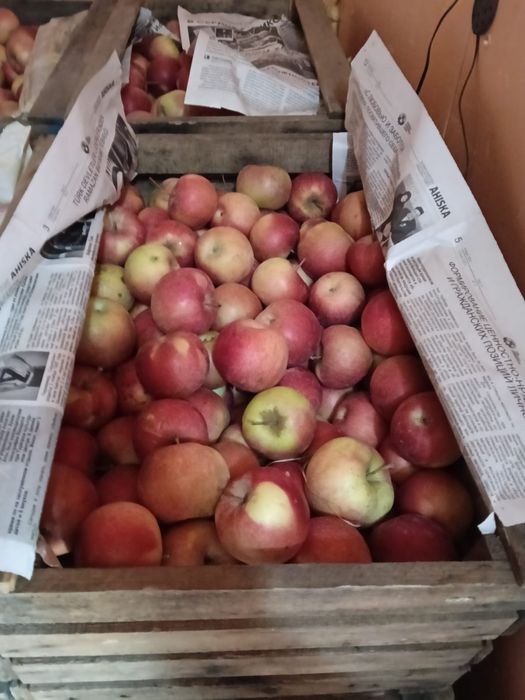 Яблоки айдарет оптом