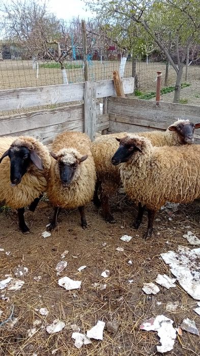 Vând 4 carlani de anu trecut