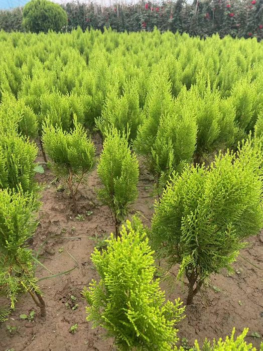 Туя ауреа нана кучатлари сотувда