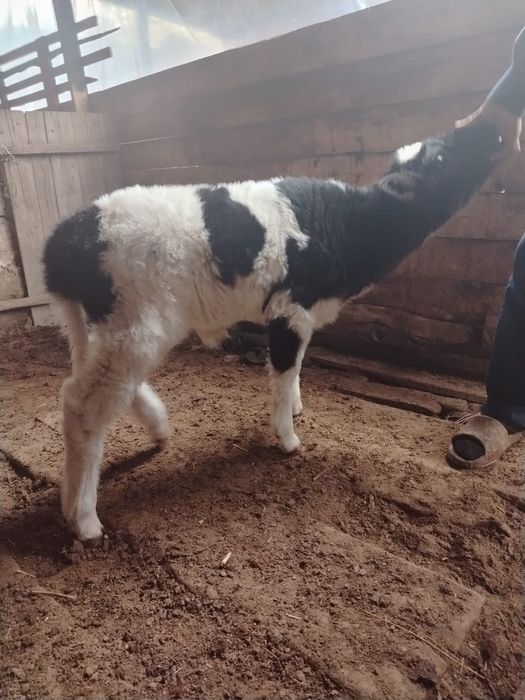 Бұзау 20 күндік