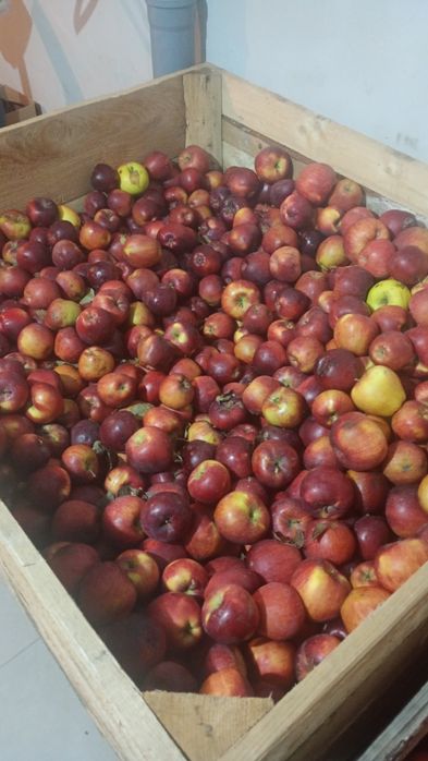 Mere de vânzare Cajvana