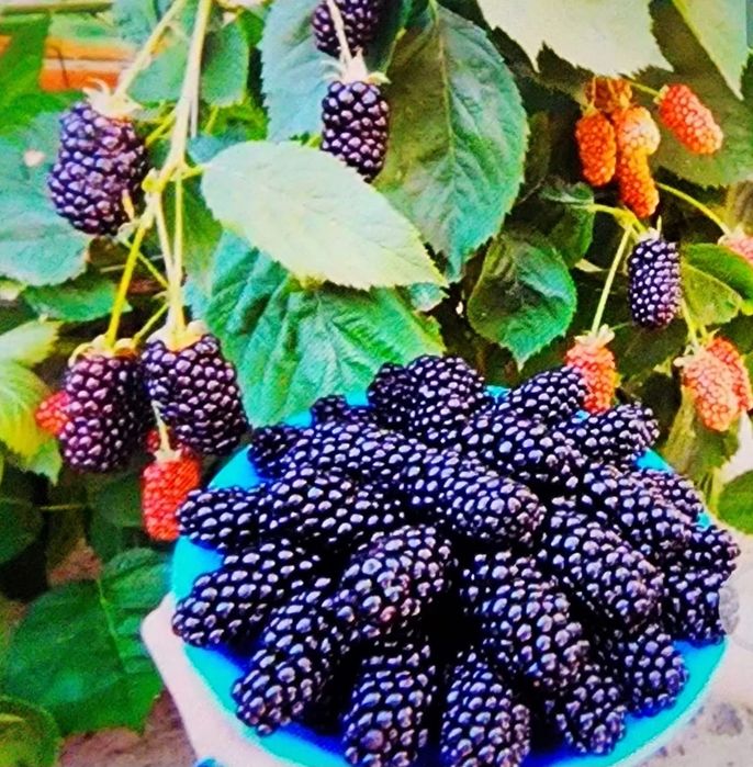 Рассада Ежемалина