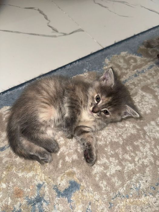 Котята британцы маленькие