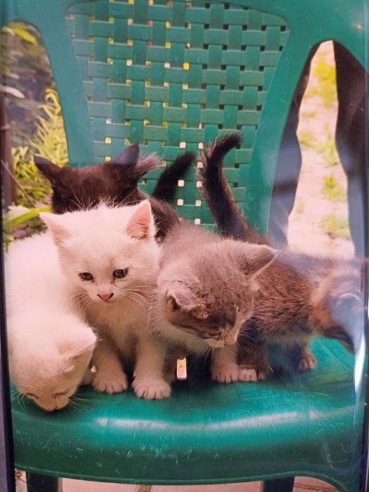 Котята милашки  месячные . Ручные