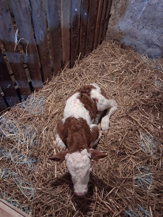 Vând vacă cu vițel