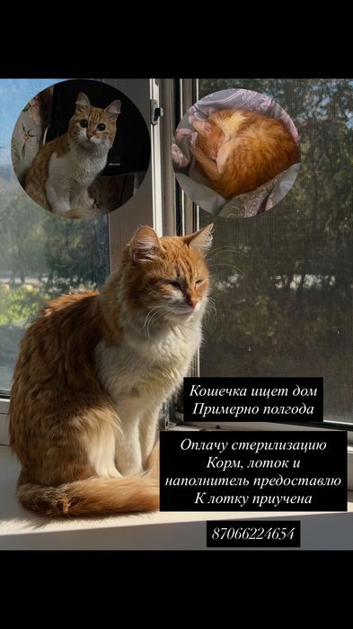 Кошечка ищет дом