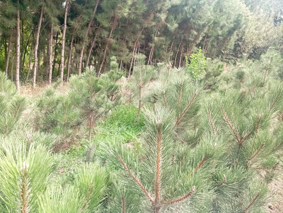 Qirim archa sotiladi