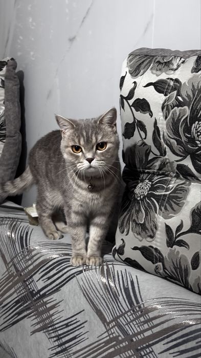 Истенная шатландка кошка