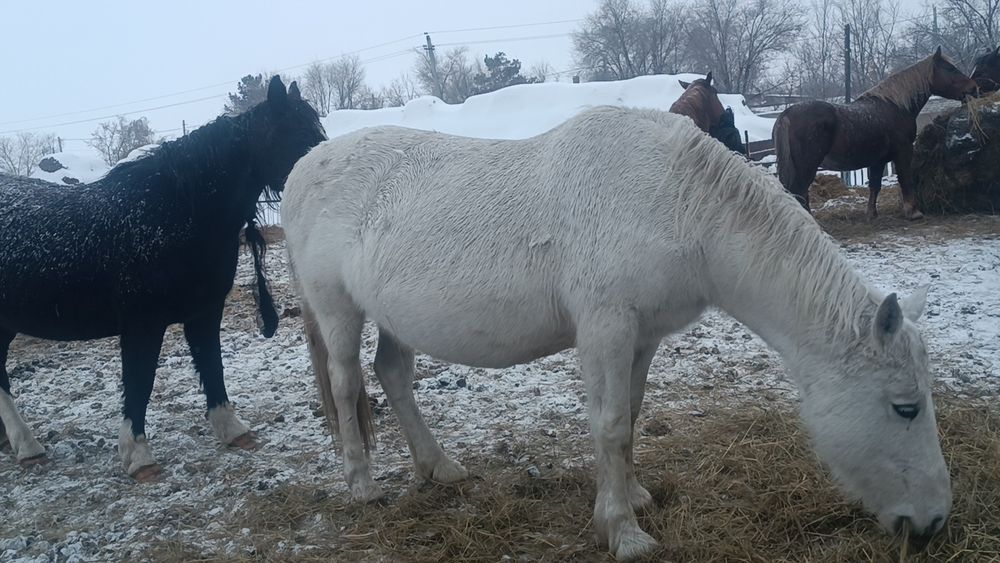 Полятяж кабылы яловы