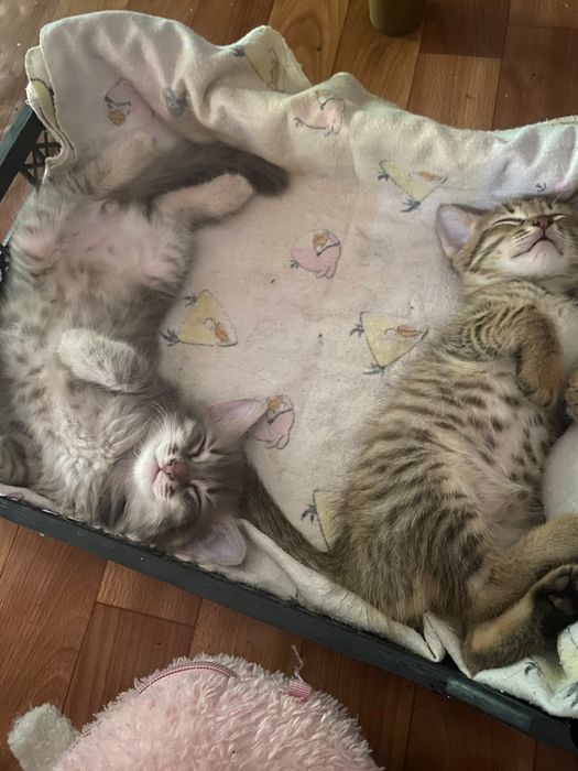 Котики мальчики!