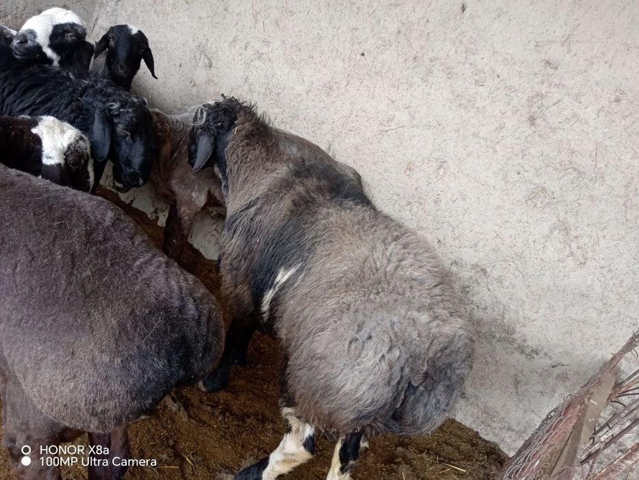 Boqilgan tayyor quchqorlar sotiladi