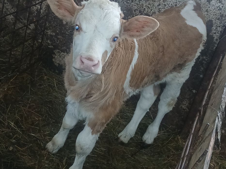 Viței de vânzare