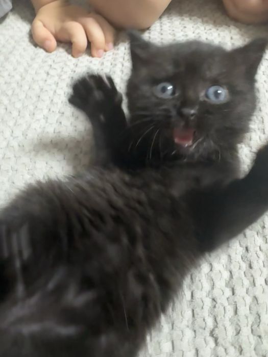 Кошечка черная бесплатно