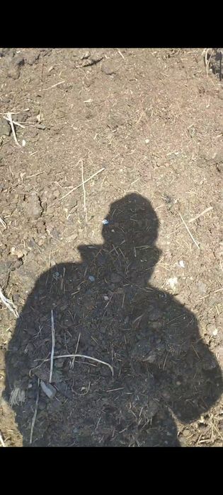 Перегной конский коровий