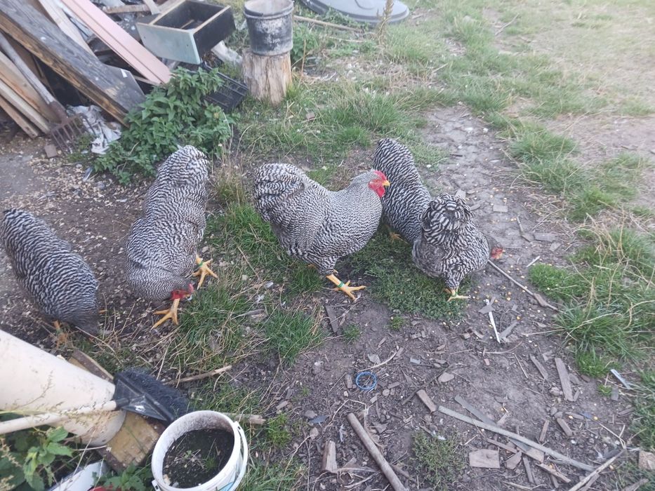 Cauta altă casă  o familie de wyandotte barat și o familie de wyandott