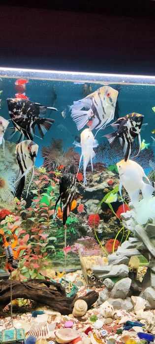 Рыбки аквариумные