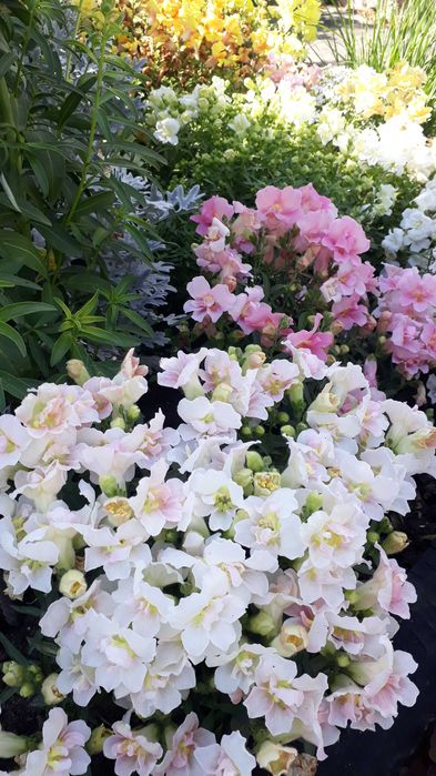 Антирринум (львиный зев) махровый