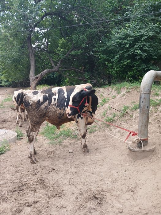 Zotdor buqa sotiladi