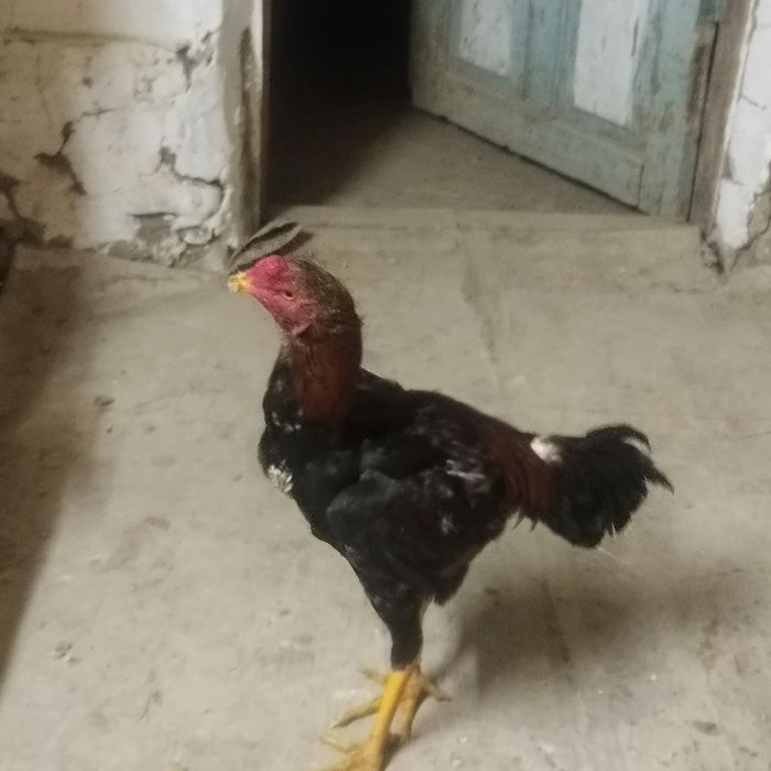 Дакан хороших кровей