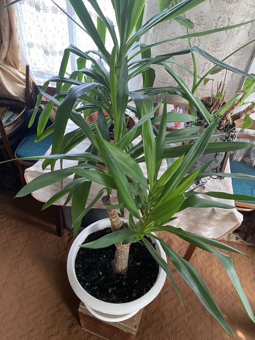 Продам домашний цветок Юкка