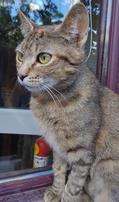 Pisicuta 1 an,sterilizata pentru adoptie