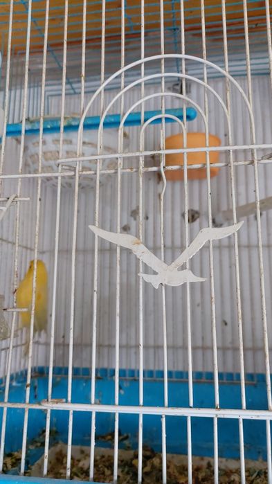 Bir par kanarelalar sotiladi