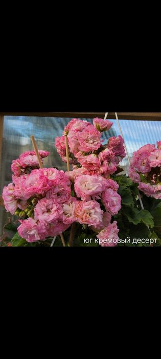 Сортовые пеларгонии